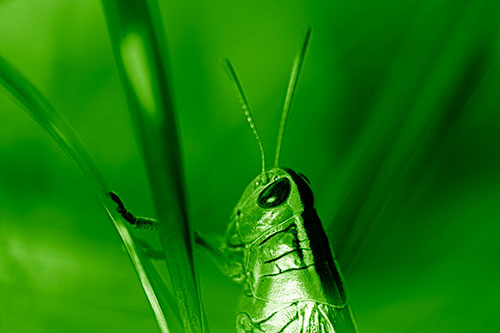 Arm Resting Grasshopper Watches Surroundings (Green Shade Photo)