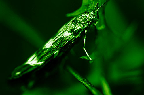 Arm Resting Leaf Blotch Miner Moth (Green Shade Photo)