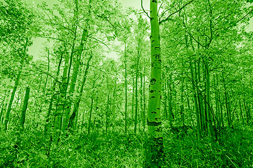 Aspen Trees Illuminate Among Sunshine (Green Shade Photo)