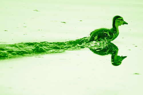 Baby Mallard Duckling Running Across Lake Water (Green Shade Photo)