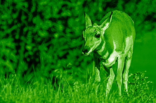 Baby Pronghorn Feasts Among Grass (Green Shade Photo)