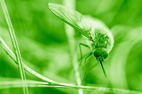 Bee Fly Balances Atop Dried Grass Blades (Green Shade)