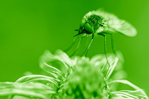 Bee Fly Standing Atop Gumplant Petals (Green Shade)