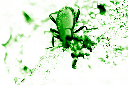 Beetle Beside Dirt Hole (Green Shade Photo)