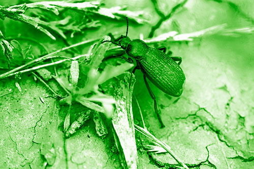 Beetle Searching Dry Land For Food (Green Shade Photo)