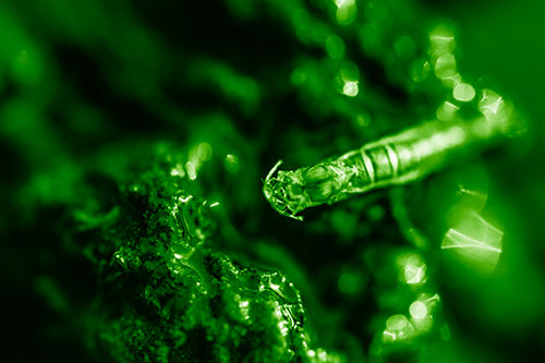 Bent Antenna Larva Slithering Across Soaked Rock (Green Shade Photo)