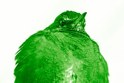 Big Puffy American Robin Enjoys Sunrise (Green Shade)