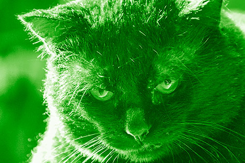 Black Cat Plotting Among Sunlight (Green Shade)