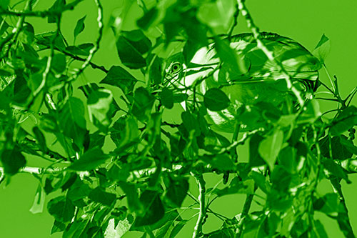 Black Crowned Night Heron Hiding Among Leaves (Green Shade)
