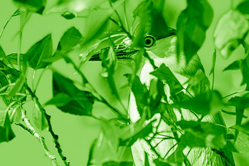 Black Crowned Night Heron Keeping Watch Among Leaves (Green Shade)