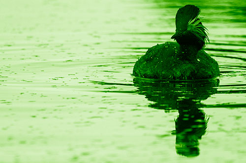 Black Necked Eared Grebe Floating Atop Lake (Green Shade)