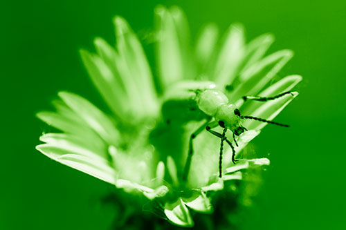 Blister Beetle Guards Gumplant Flower (Green Shade)