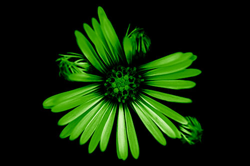 Blooming Daisy Head Among Several Buds (Green Shade Photo)
