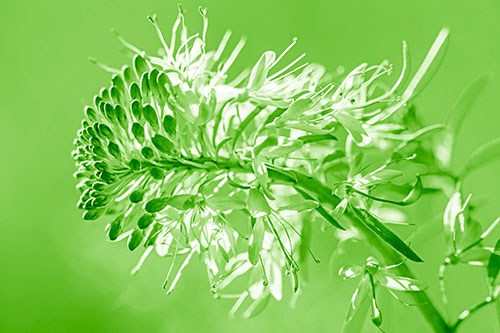 Blossoming Lily Of The Nile Flower (Green Shade)