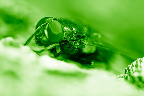 Blow Fly Resting Among Sloping Tree Bark (Green Shade Photo)