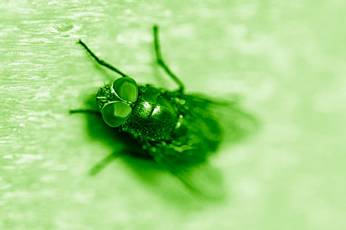 Blow Fly Spread Vertically (Green Shade)