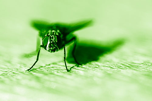 Blow Fly Standing Guard (Green Shade Photo)
