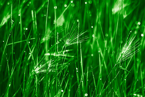 Blurry Water Droplets Clamp Onto Reed Grass (Green Shade Photo)