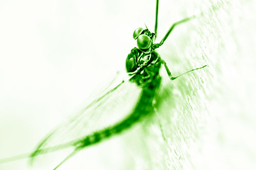 Body Bending Mayfly Resting Vertically (Green Shade Photo)
