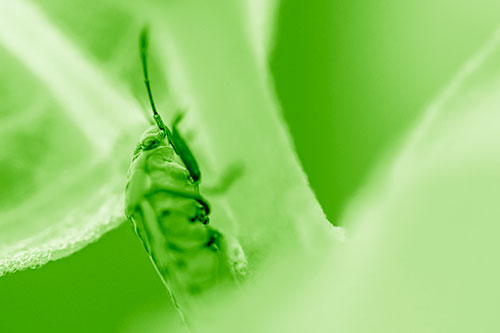 Boxelder Beetle Crawling Up Plant Stem (Green Shade Photo)