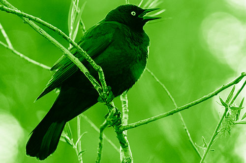 Brewers Blackbird Chirping Atop Sloping Branch (Green Shade Photo)