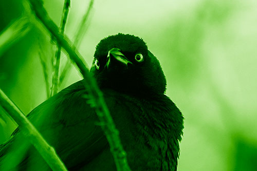 Brewers Blackbird Keeping Watch (Green Shade Photo)