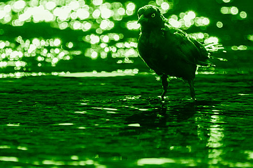 Brewers Blackbird Watches Water Intensely (Green Shade Photo)