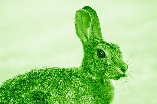 Bunny Rabbit Taking Gander Around Park (Green Shade)