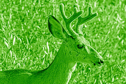 Calm Mule Deer Casually Wandering Around Vegetation (Green Shade)