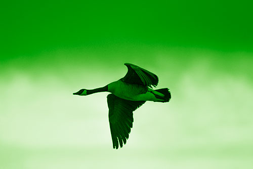 Canadian Goose Flying Among Sunrise (Green Shade Photo)