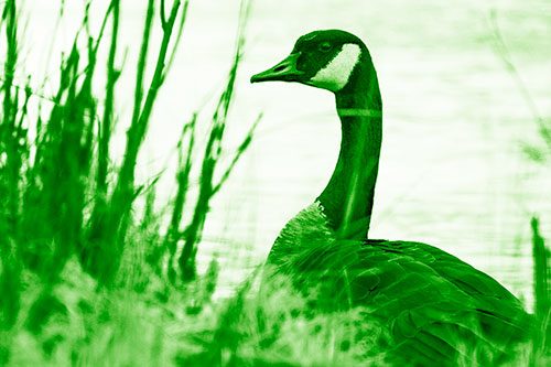 Canadian Goose Hiding Behind Reed Grass (Green Shade Photo)