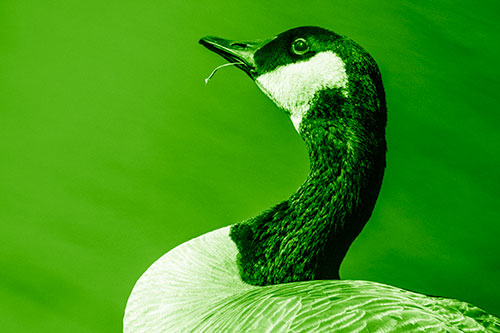 Canadian Goose Munches Single Grass Blade (Green Shade)