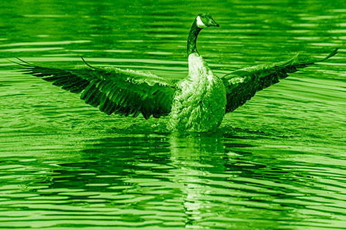 Canadian Goose Spreads Wings Among Lake Top (Green Shade)