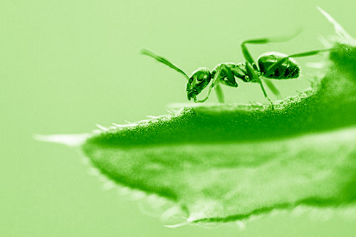 Carpenter Ant Crawls Across Spiky Thistle Leaf (Green Shade)