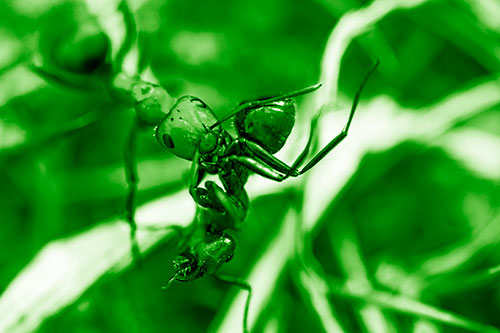 Carpenter Ant Uses Mandible Grips To Haul Dead Corpse (Green Shade Photo)