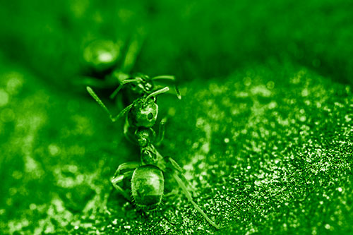 Carpenter Ants Battling Over Territory (Green Shade Photo)