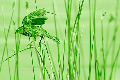Cattail Jumping Female Red Winged Blackbird (Green Shade)