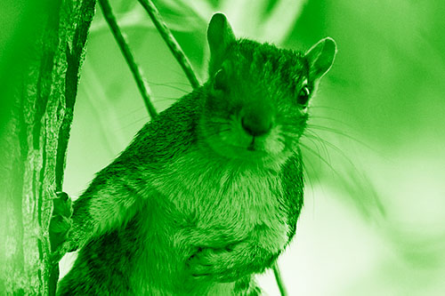 Chest Holding Squirrel Leans Against Tree (Green Shade Photo)