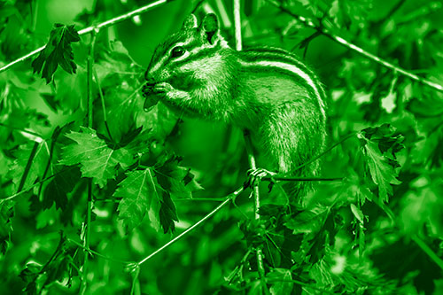 Chipmunk Feasting On Tree Branches (Green Shade)