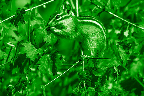 Chipmunk Feasting On Tree Branches (Green Shade Photo)
