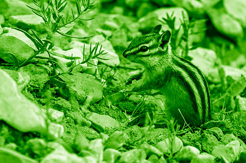 Chipmunk Ripping Plant Stem From Dirt (Green Shade)
