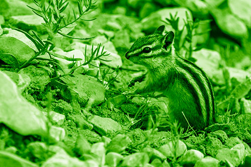 Chipmunk Ripping Plant Stem From Dirt (Green Shade Photo)