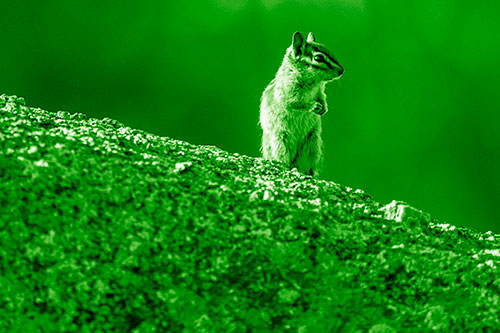 Chipmunk Standing Atop Sloping Fungi Rock (Green Shade Photo)