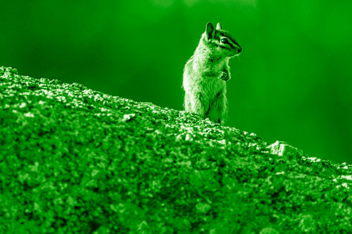 Chipmunk Standing Atop Sloping Fungi Rock (Green Shade)
