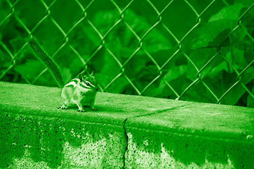 Chipmunk Walking Along Wet Concrete Wall (Green Shade Photo)