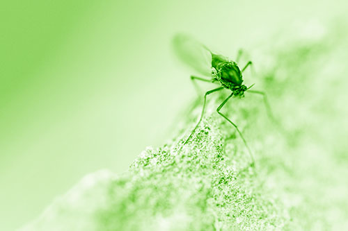 Chironomid Midge Fly Standing Along Rock Edge (Green Shade Photo)