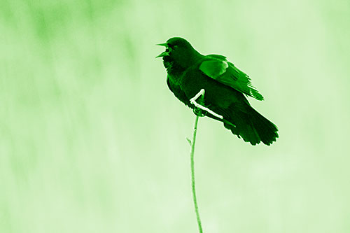Chirping Red Winged Blackbird Atop Snowy Branch (Green Shade Photo)