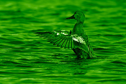 Cinnamon Teal Duck Flaps Wings Among Lake (Green Shade)