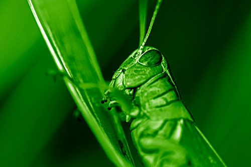 Climbing Grasshopper Crawls Upward (Green Shade Photo)
