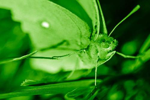 Cloudless Sulphur Butterfly Taking Stance (Green Shade)